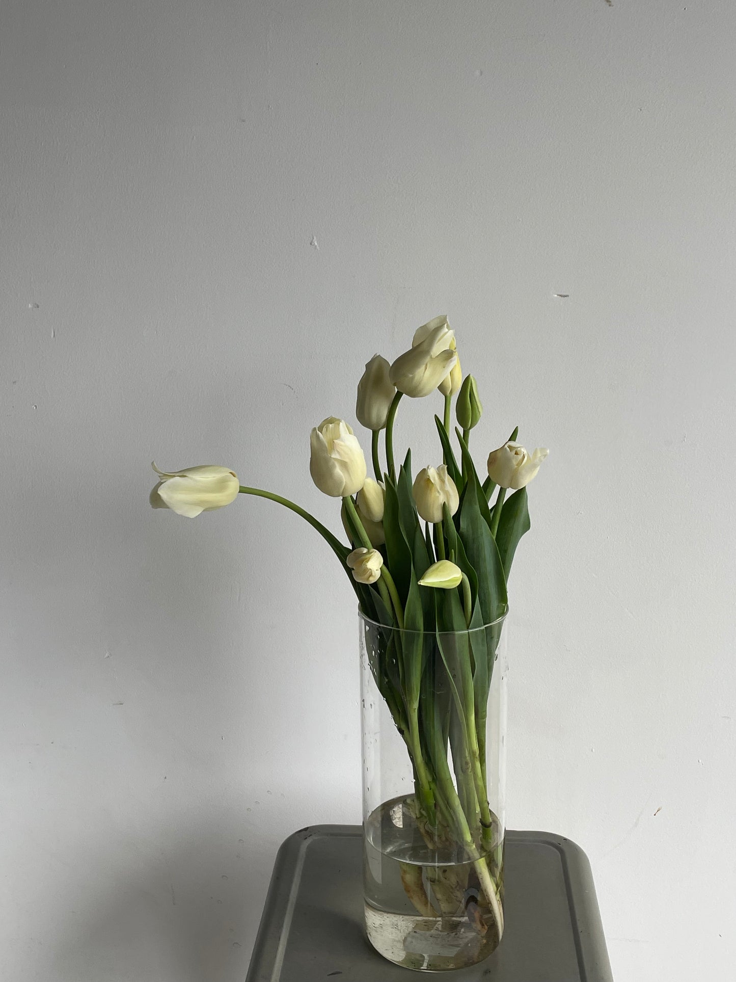 Tulip Local Bunch
