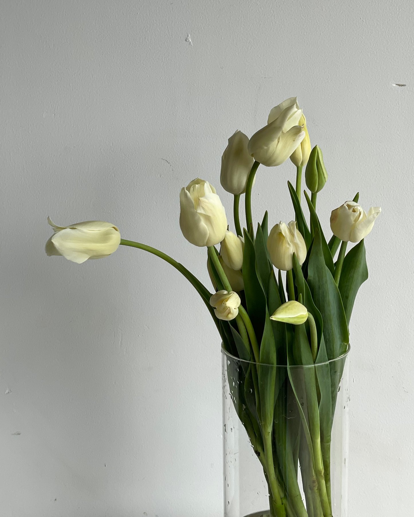 Tulip Local Bunch